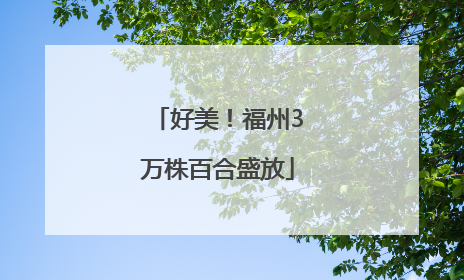 好美！福州3万株百合盛放